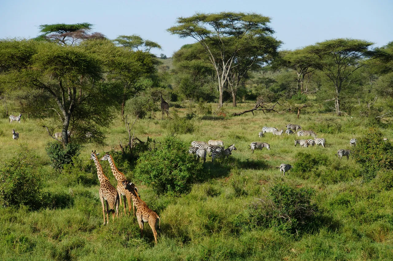 The Serengeti